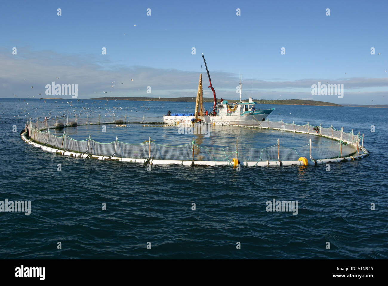 Tuna farm South Australia Stock Photo Alamy