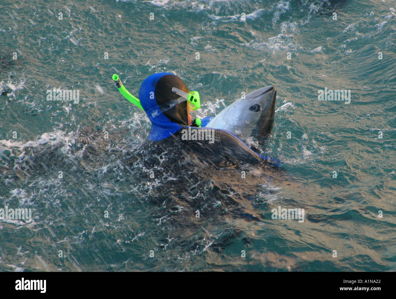 Tuna farming South Australia Stock Photo Alamy