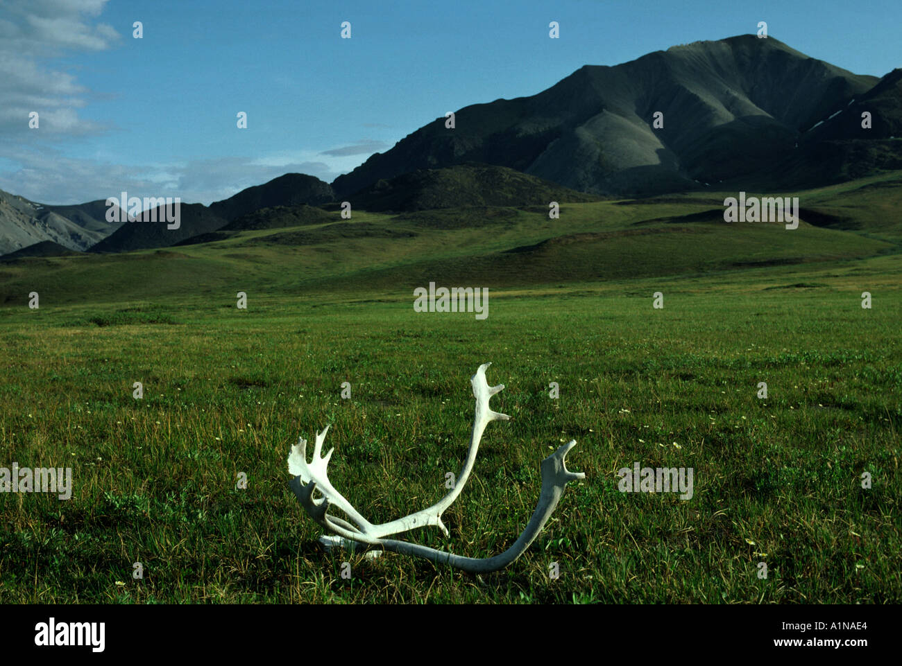 The North Slope with the Brooks Range in the background. The Arctic National Wildlife Refuge, Alaska, USA Stock Photo