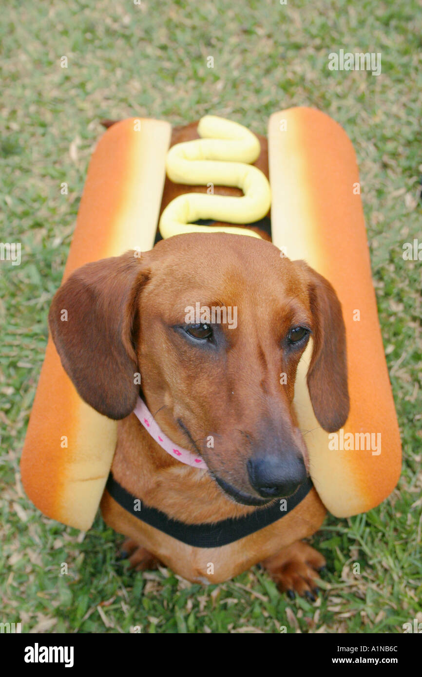 Daschund dog dressed up in hot dog costume Stock Photo