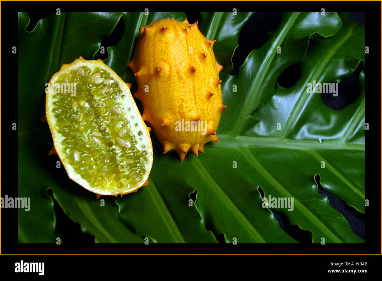 Kiwano Horned Tropical Fruit Photo Photos Photographs Picture Pictures