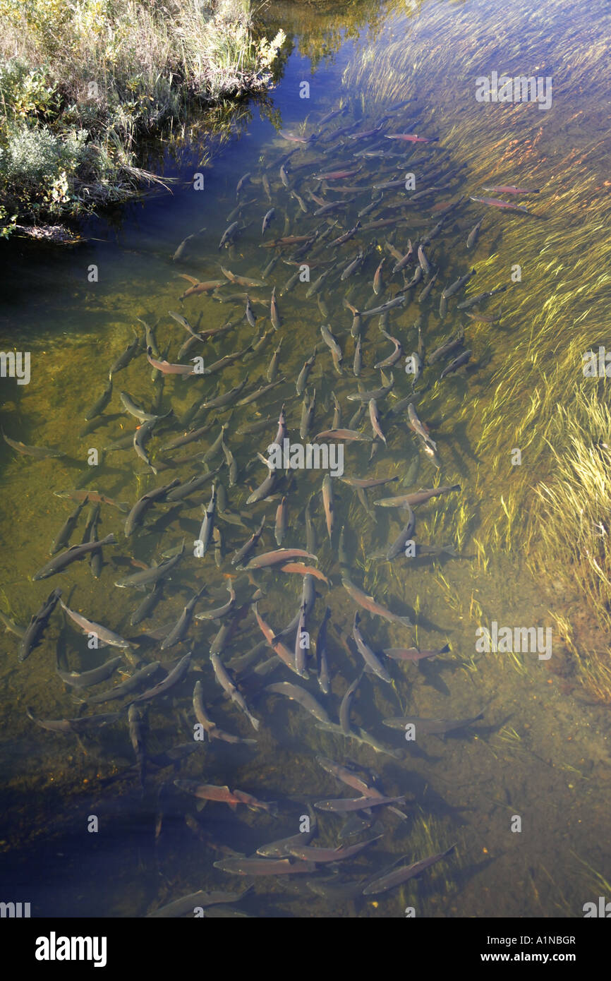 Spawning Salmon Placer River Valley Chugach National Forest Alaska