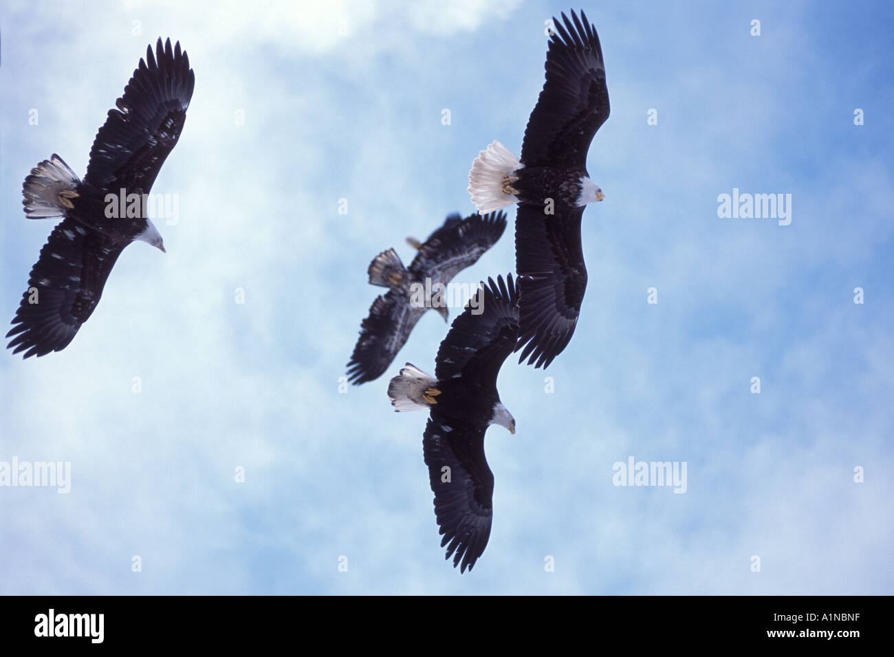bald eagle Haliaeetus leucocephalus adults and a juvenile in flight ...