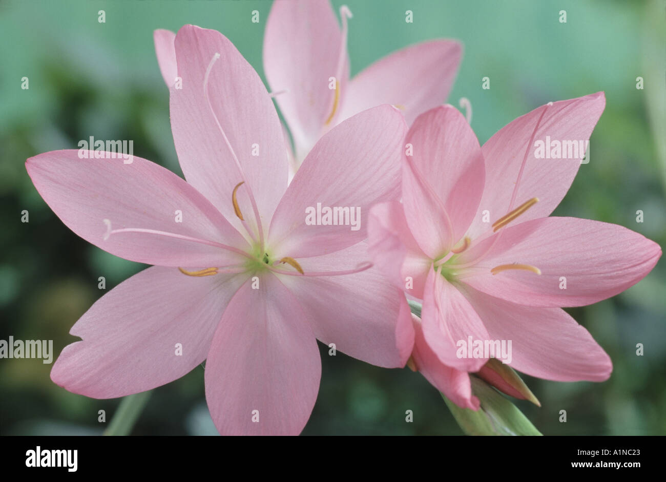 Hesperantha coccinea syn. Schizostylis coccinea 'Jennifer'. AGM Kaffir lily. Stock Photo
