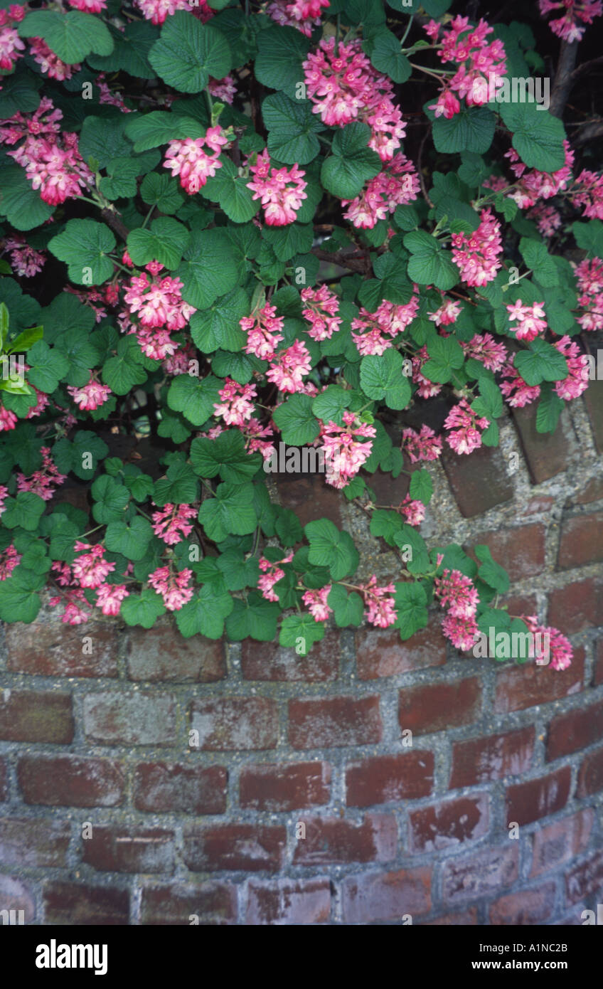 Ribes flowering blackcurrant Bath Spa, Somerst, UK Stock Photo