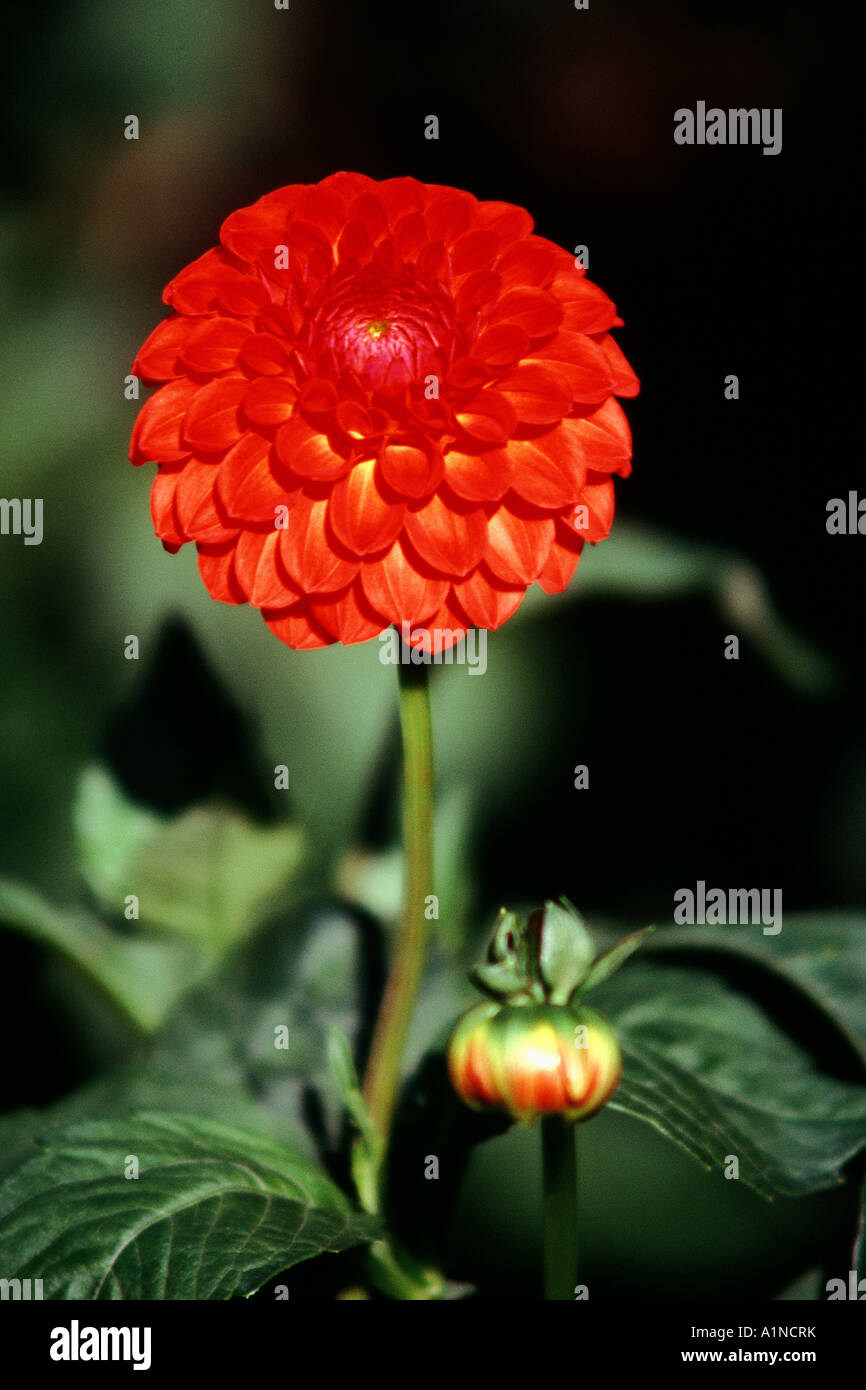 Perfect dahlia flower hi-res stock photography and images - Alamy