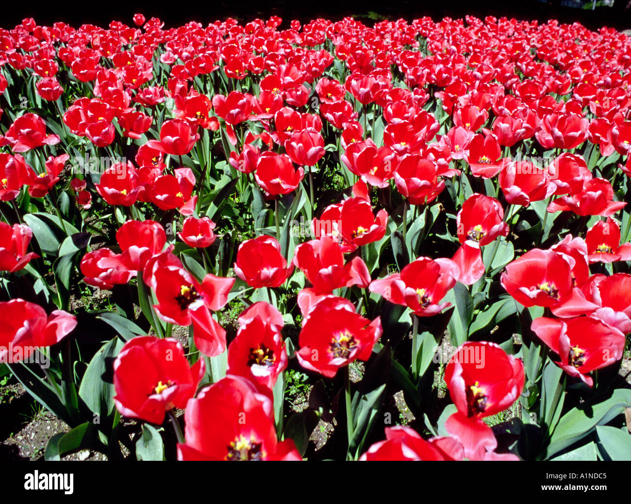 Jacint Verdaguer garden. Stock Photo