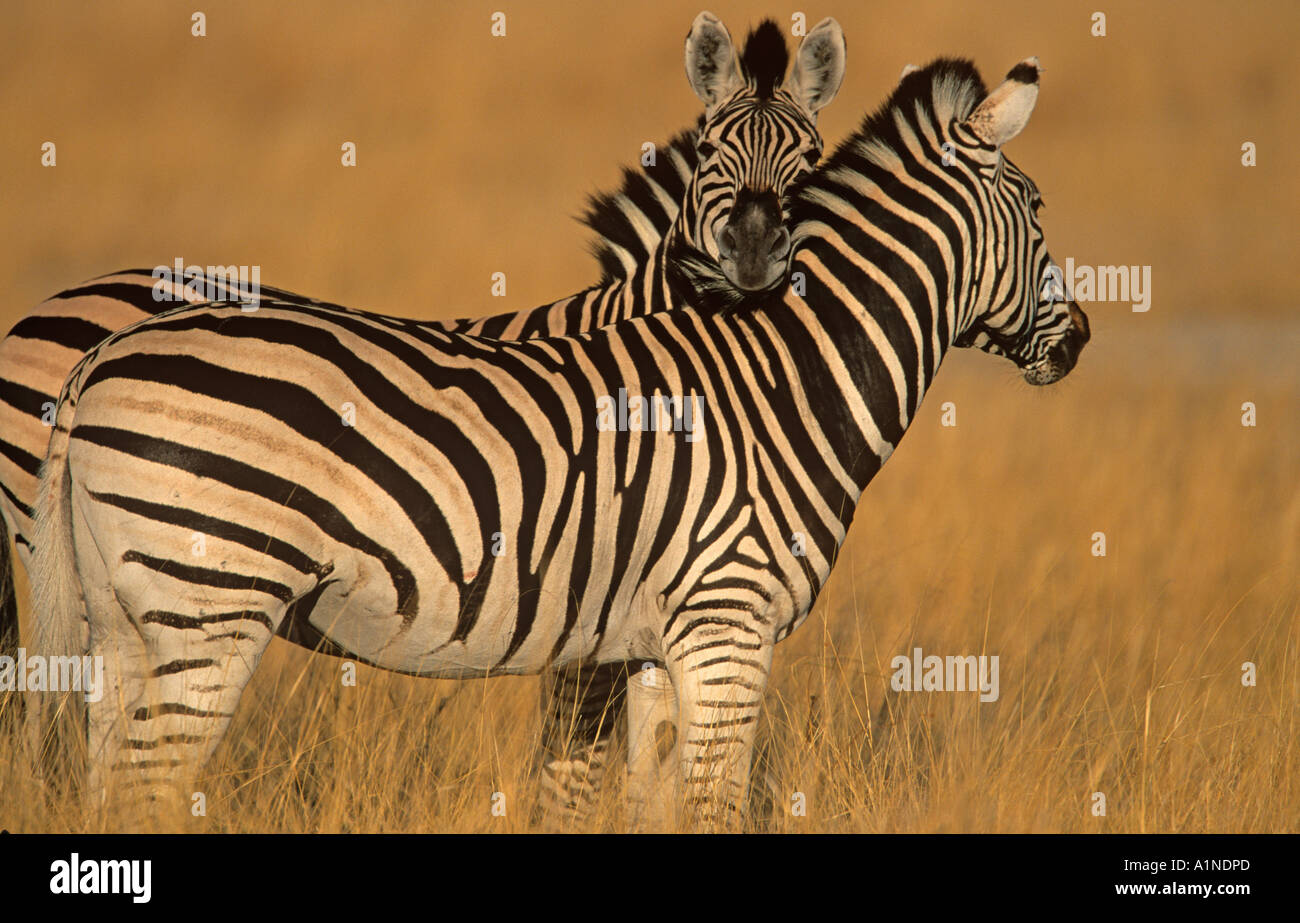 Burchells Zebra Equus burchelli Stock Photo Alamy