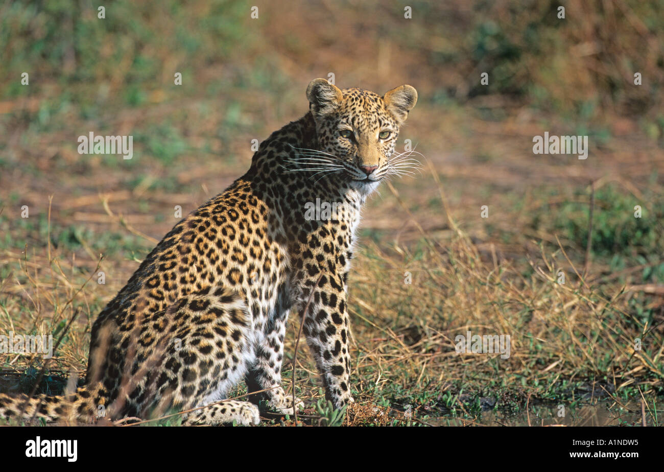 Leopard Pantherus pardus Stock Photo