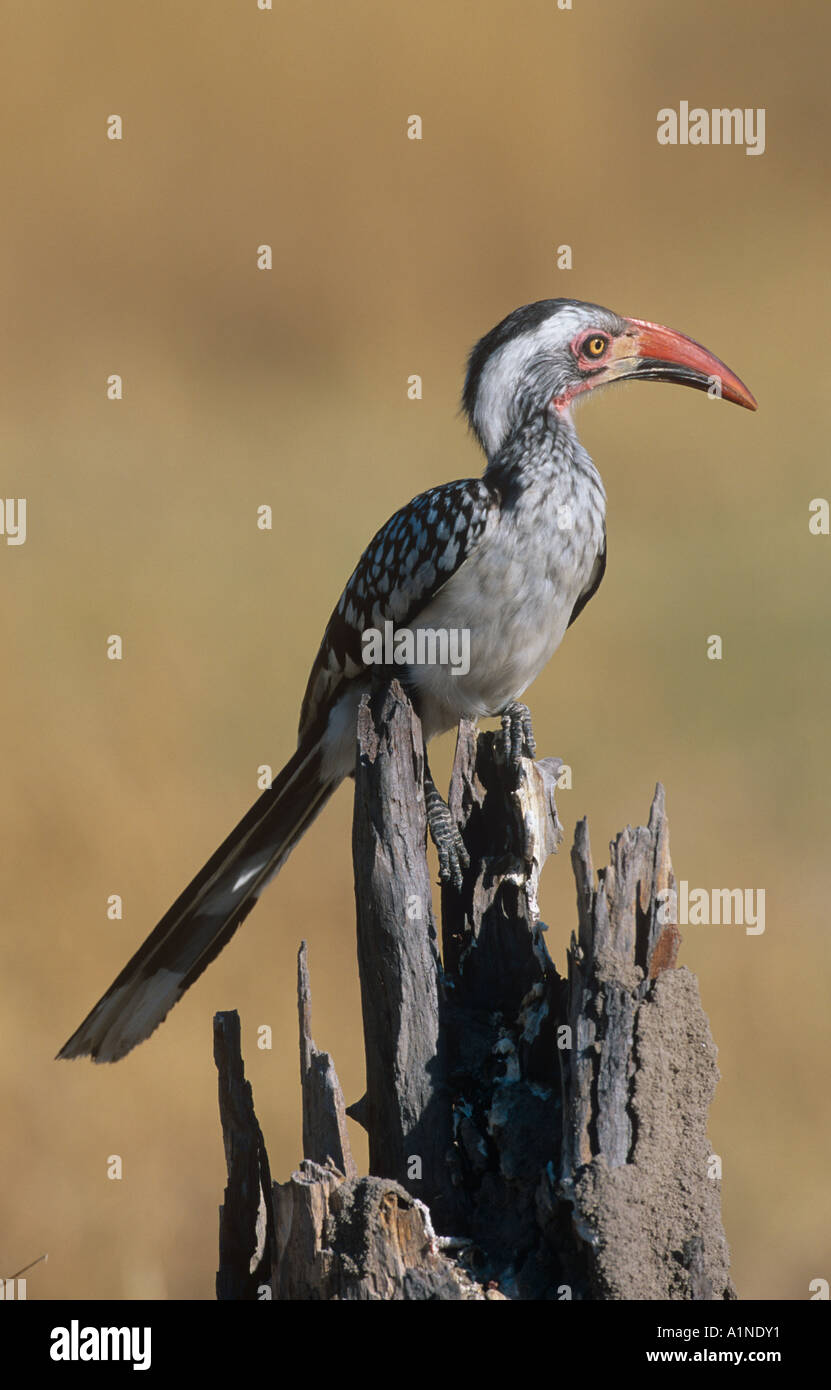 Red-Billed Hornbill Tockus erythrorhynchus Stock Photo