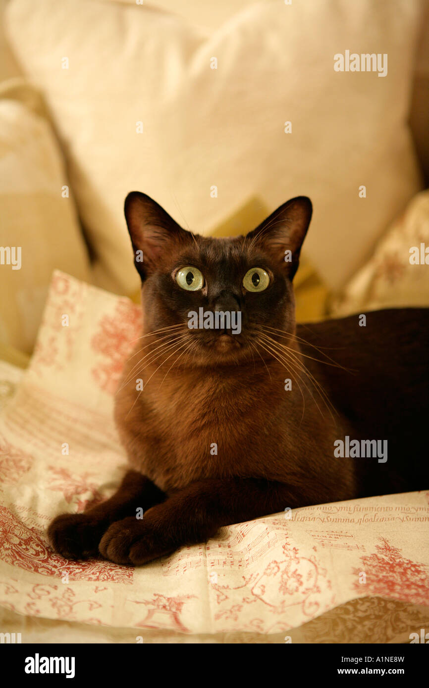 Female Burmese cat Stock Photo - Alamy