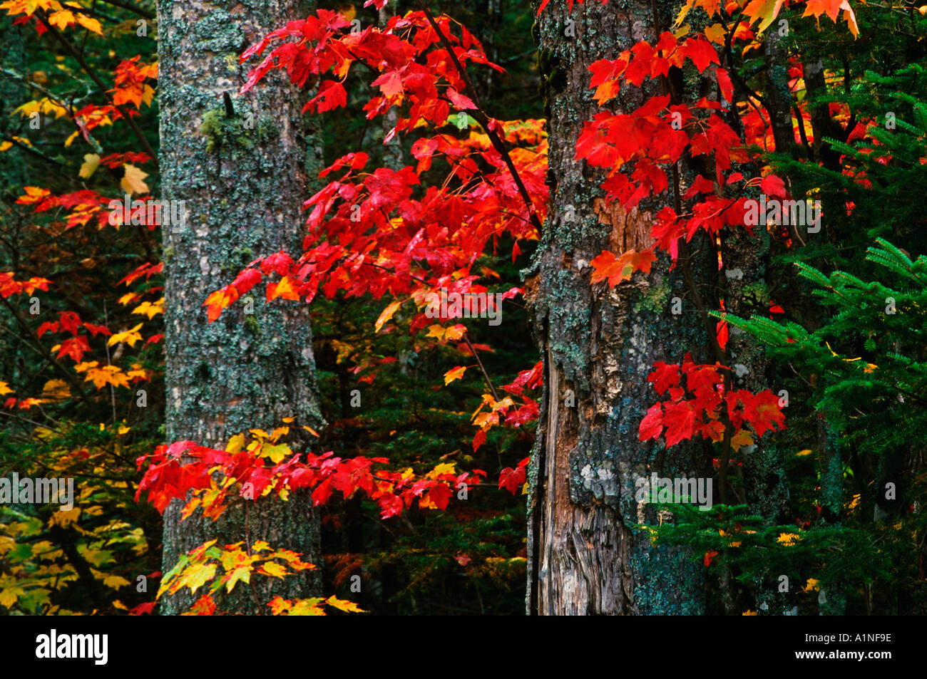 Fall colors in Nova Scotia Canada Stock Photo Alamy