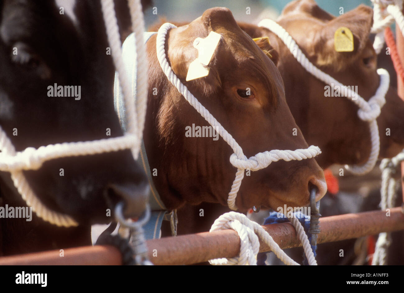 Prize bulls at agricultural show Somerset England UK Stock Photo Alamy