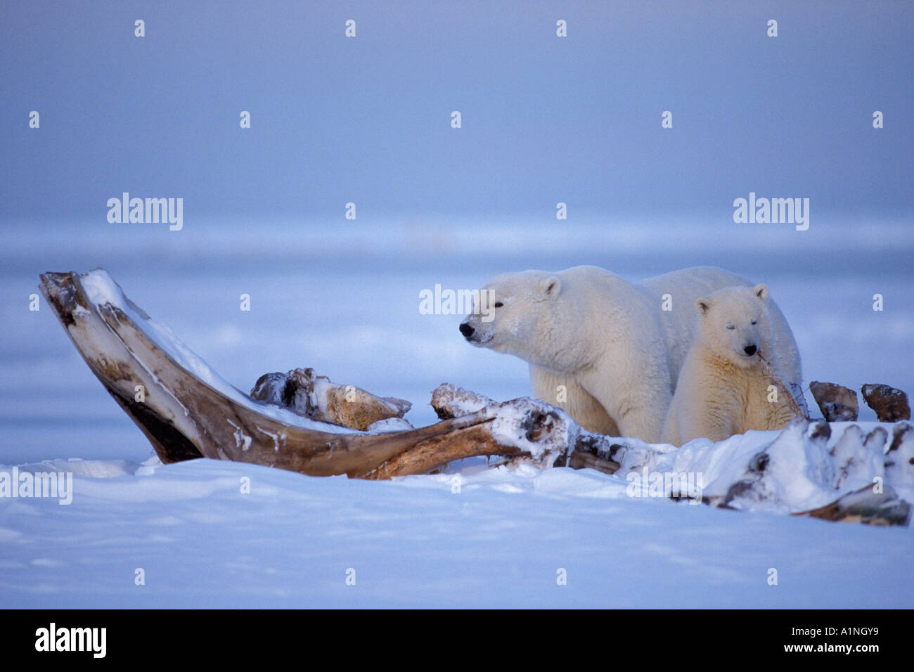 Polar Bear Ursus Maritimus Sow With Cub Scavenging On Baleen Whale Bones Balaena Mysticetus Anwr