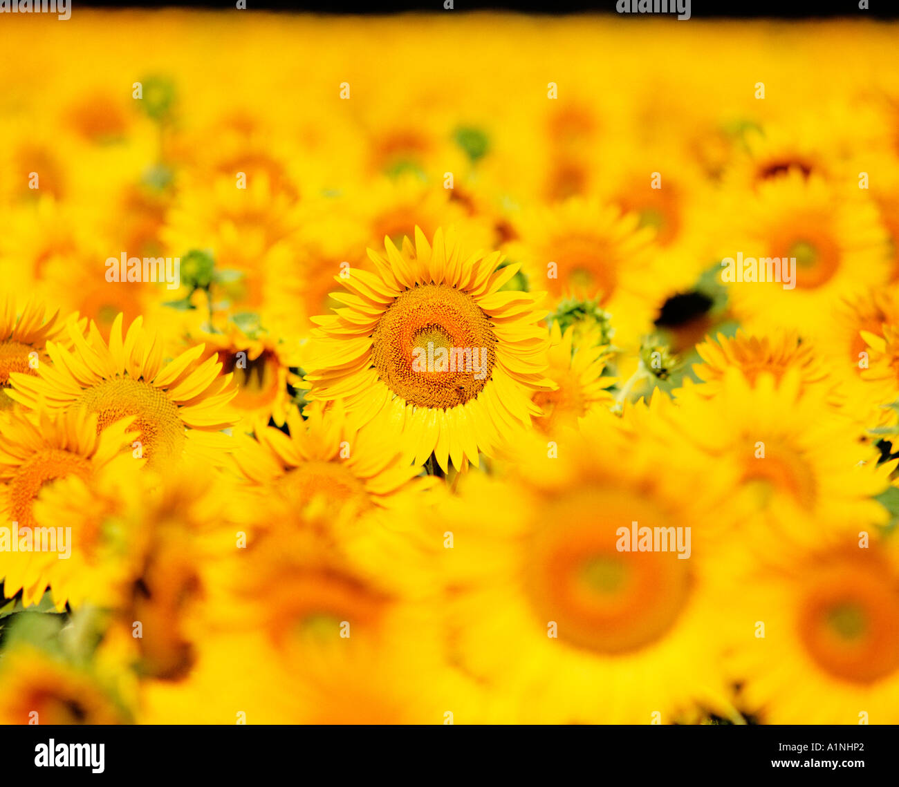 Field of yellow sunflowers hi-res stock photography and images - Alamy