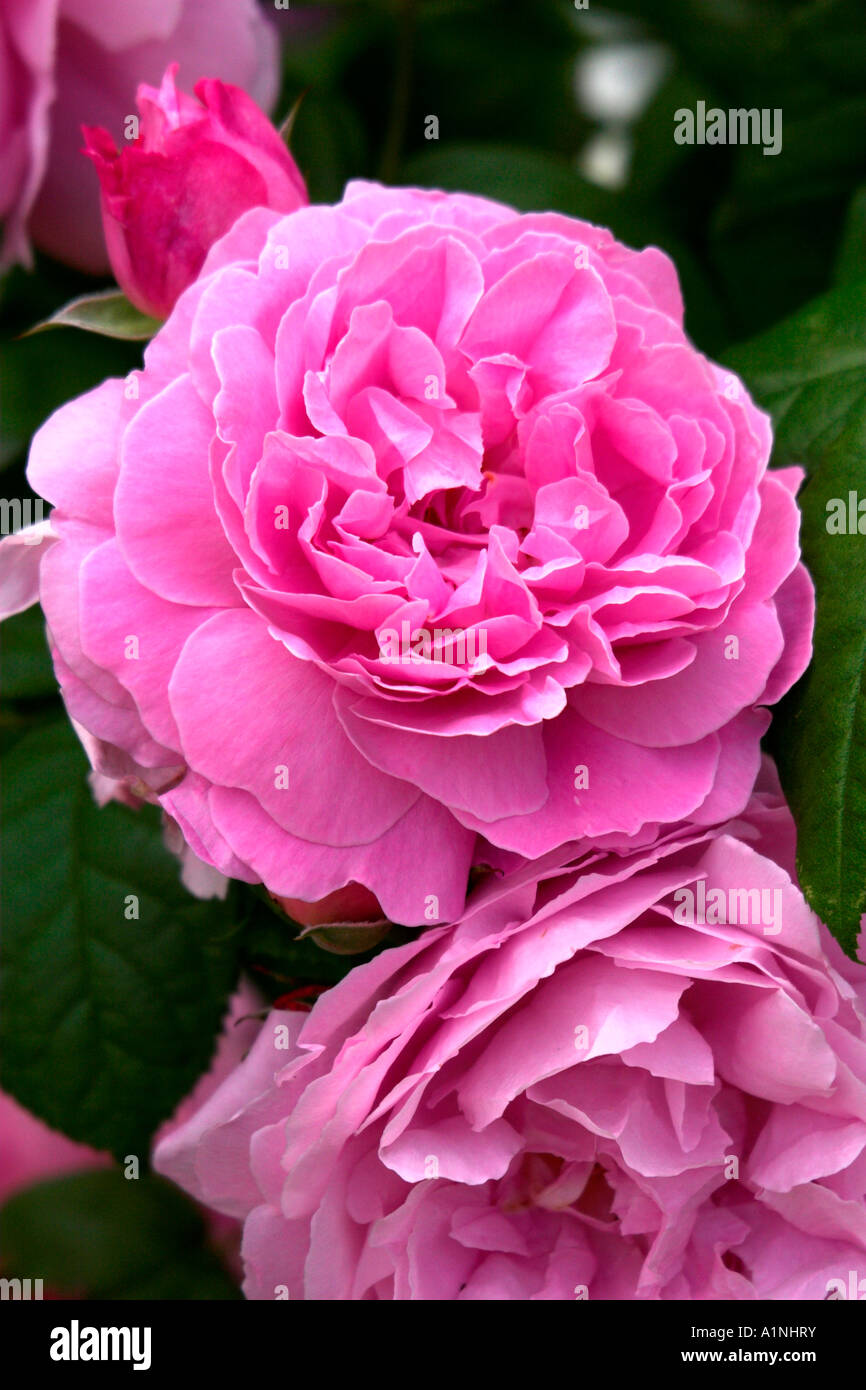 English Country Roses Image Rose in an English country garden in summer Stock Photo - Alamy
