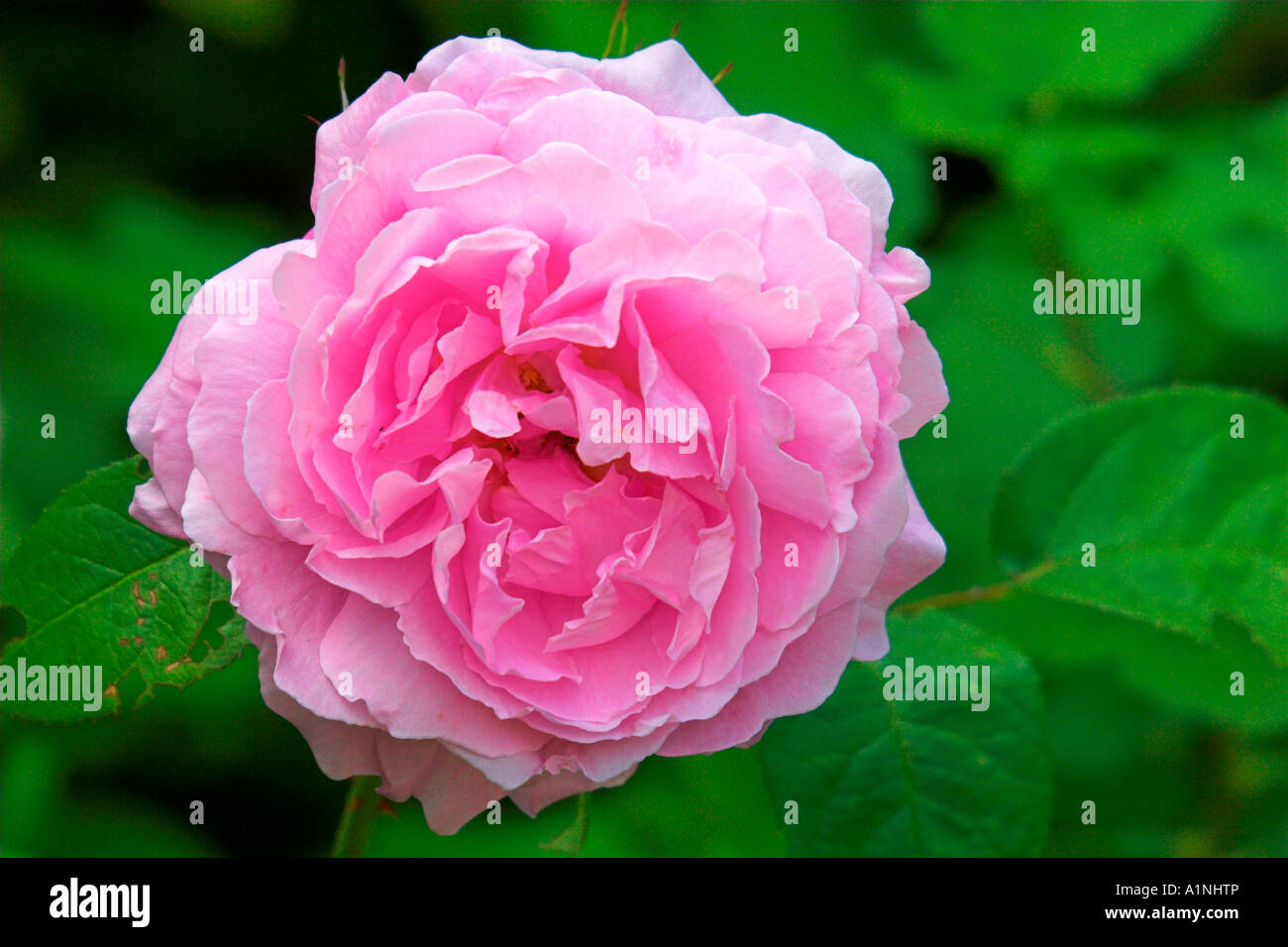 English Country Roses Image Rose in an English country garden in summer Stock Photo - Alamy