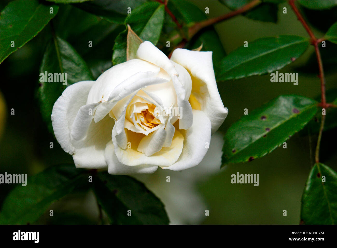 English Country Roses Image Rose in an English country garden in summer Stock Photo - Alamy