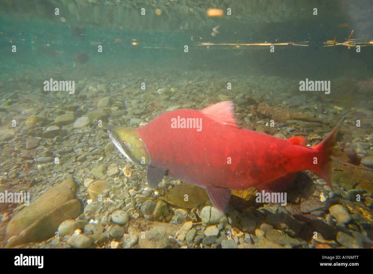 Red Fish In Alaska Sockeye Salmon spawning Kenai Peninsula Chugach National Forest Alaska ...
