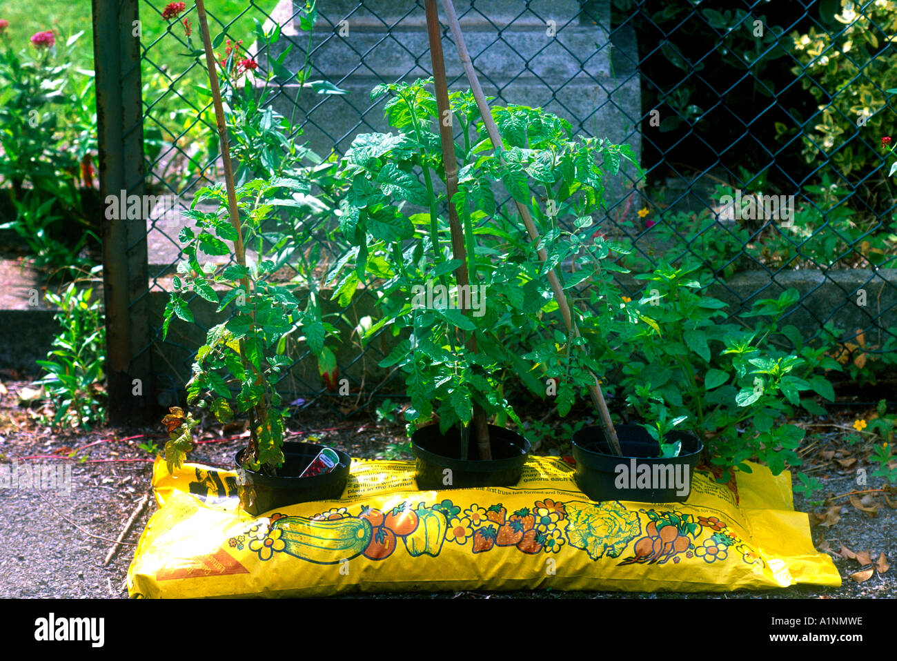 Tomatoes In Growbag Peat Stock Photo