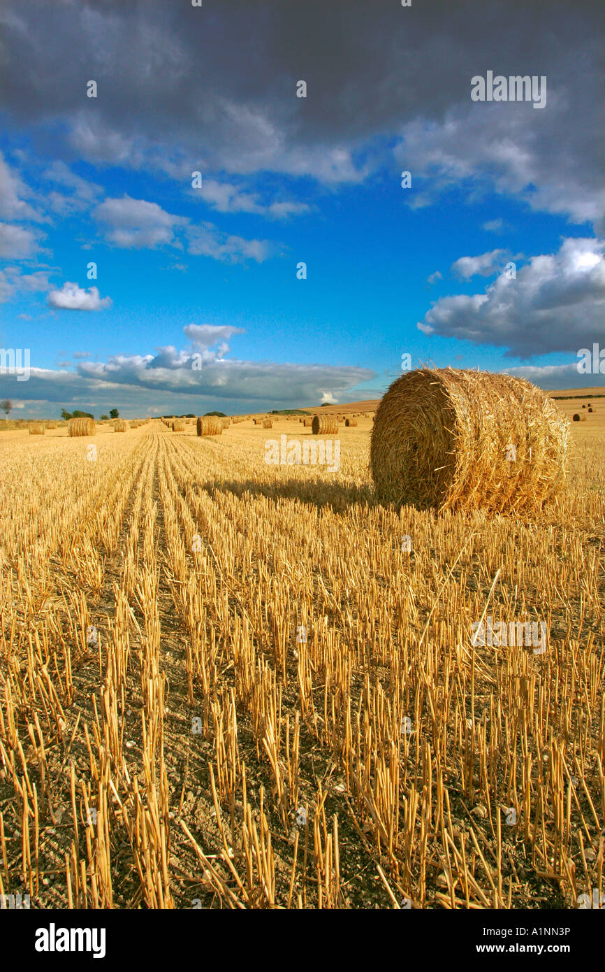 Harvested corn field in Wiltshire, England Stock Photo - Alamy