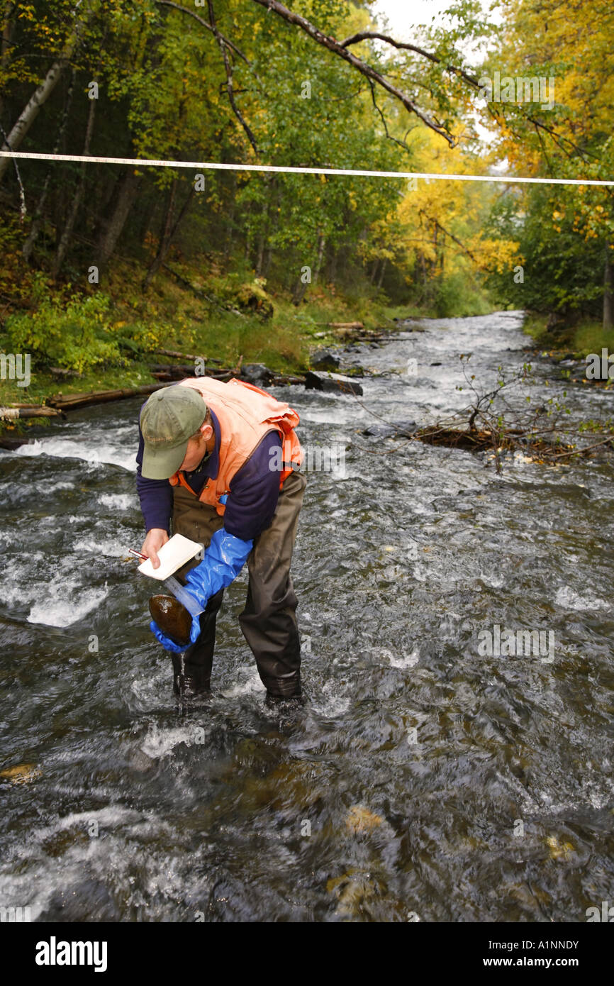 Hydrologist performs stream surveys in Cooper Creek Kenai Peninsula Chugach National Forest Alaska Stock Photo
