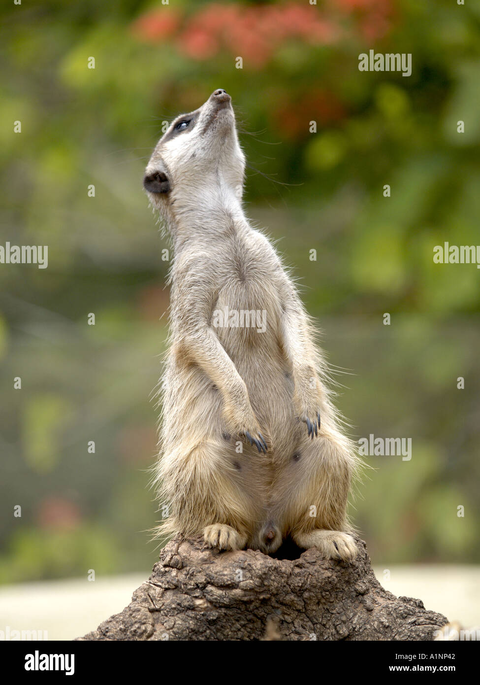 Hind legs looking watching south australia pt portrait looking watch hi