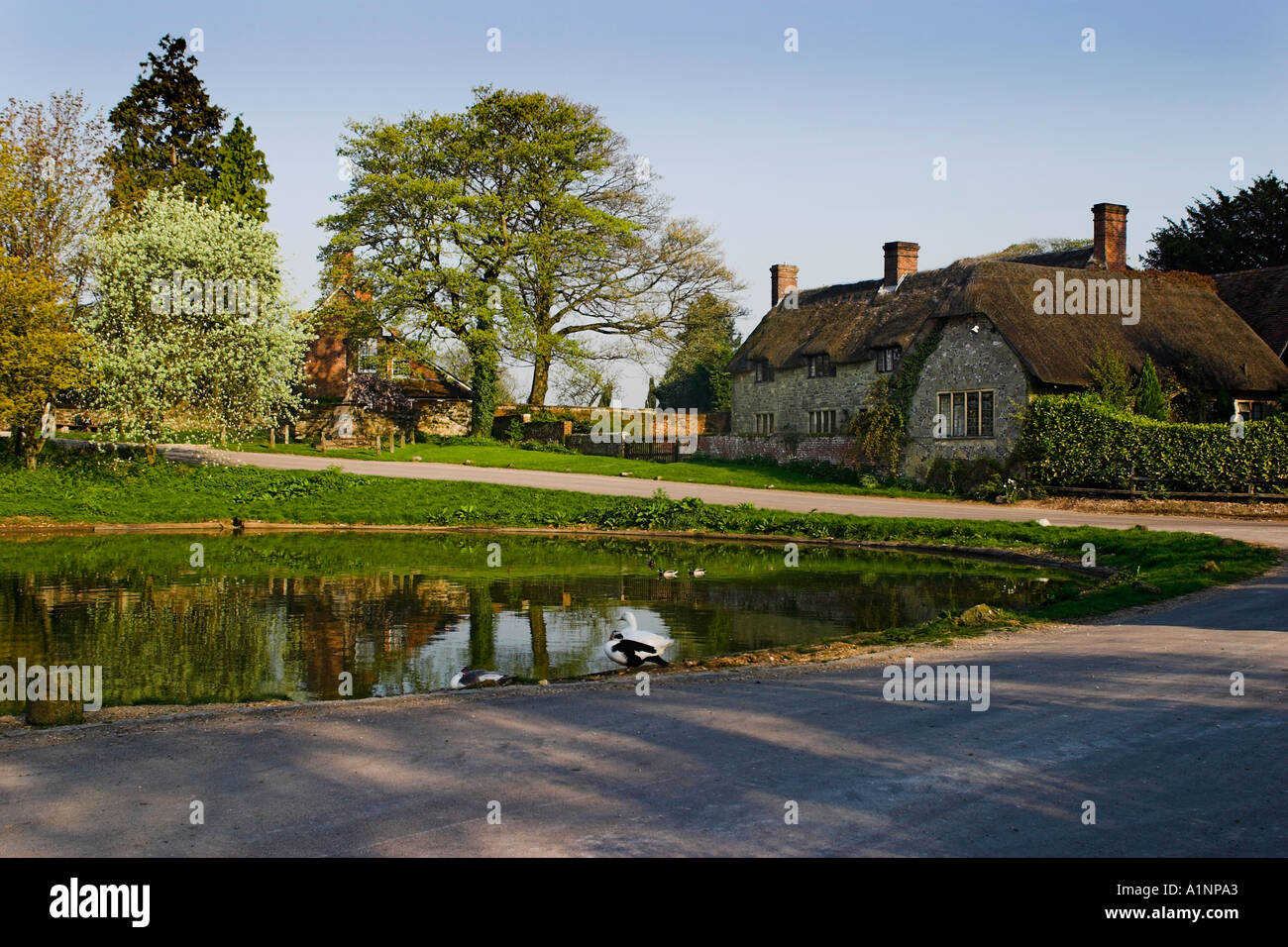 Ashmore hires stock photography and images Alamy