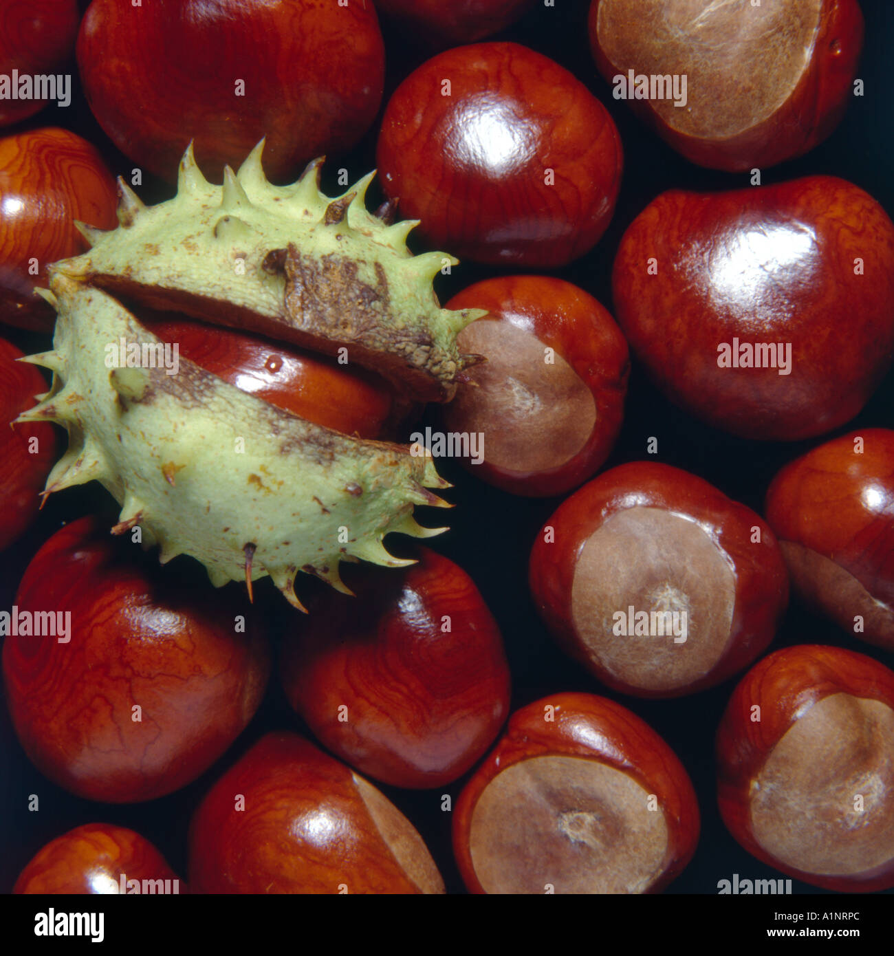 Conkers Horse chestnut seeds Aesculus hippocastanum Stock Photo