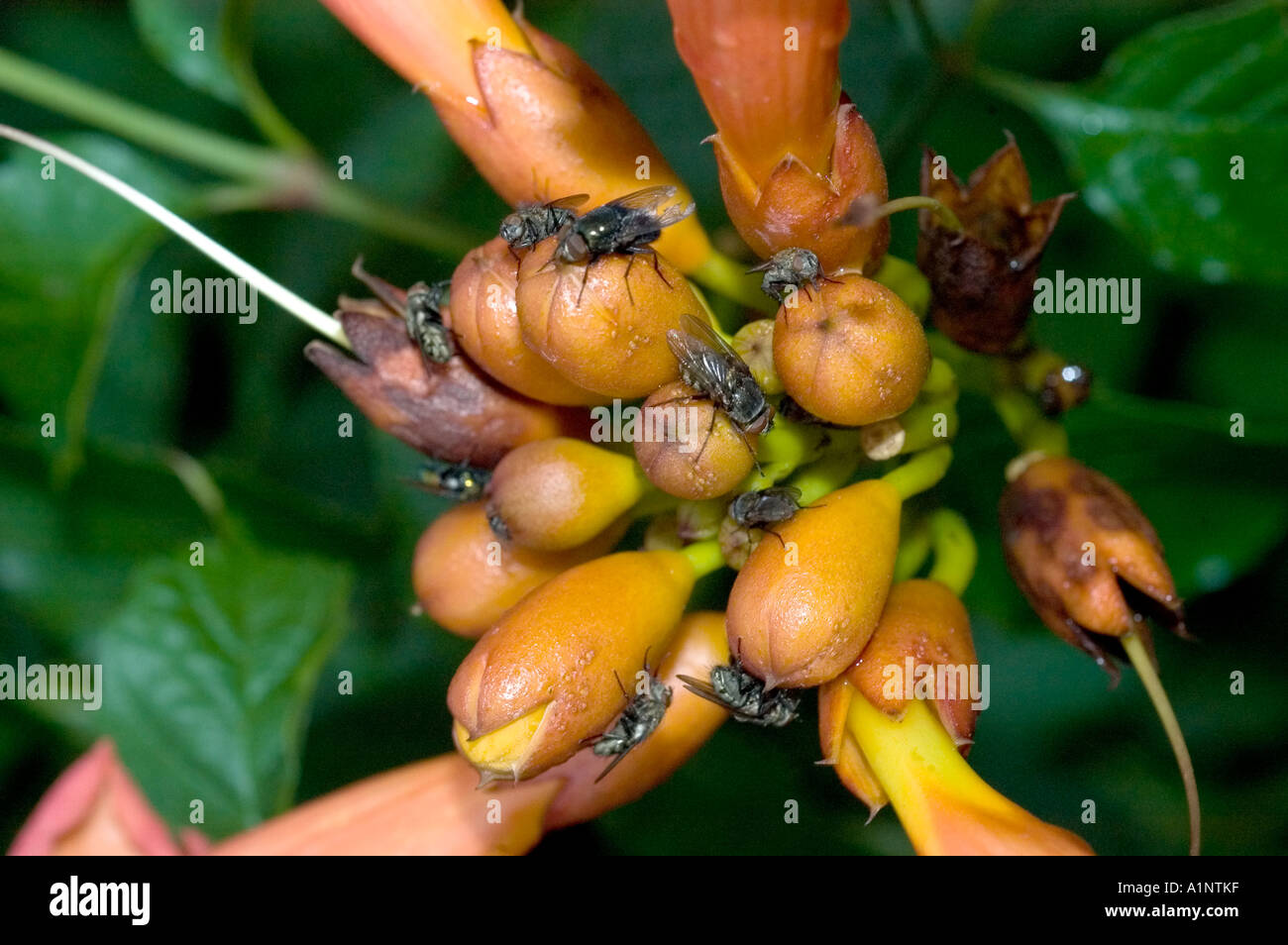 flies attracted to the flowers of trumpet vine Stock Photo
