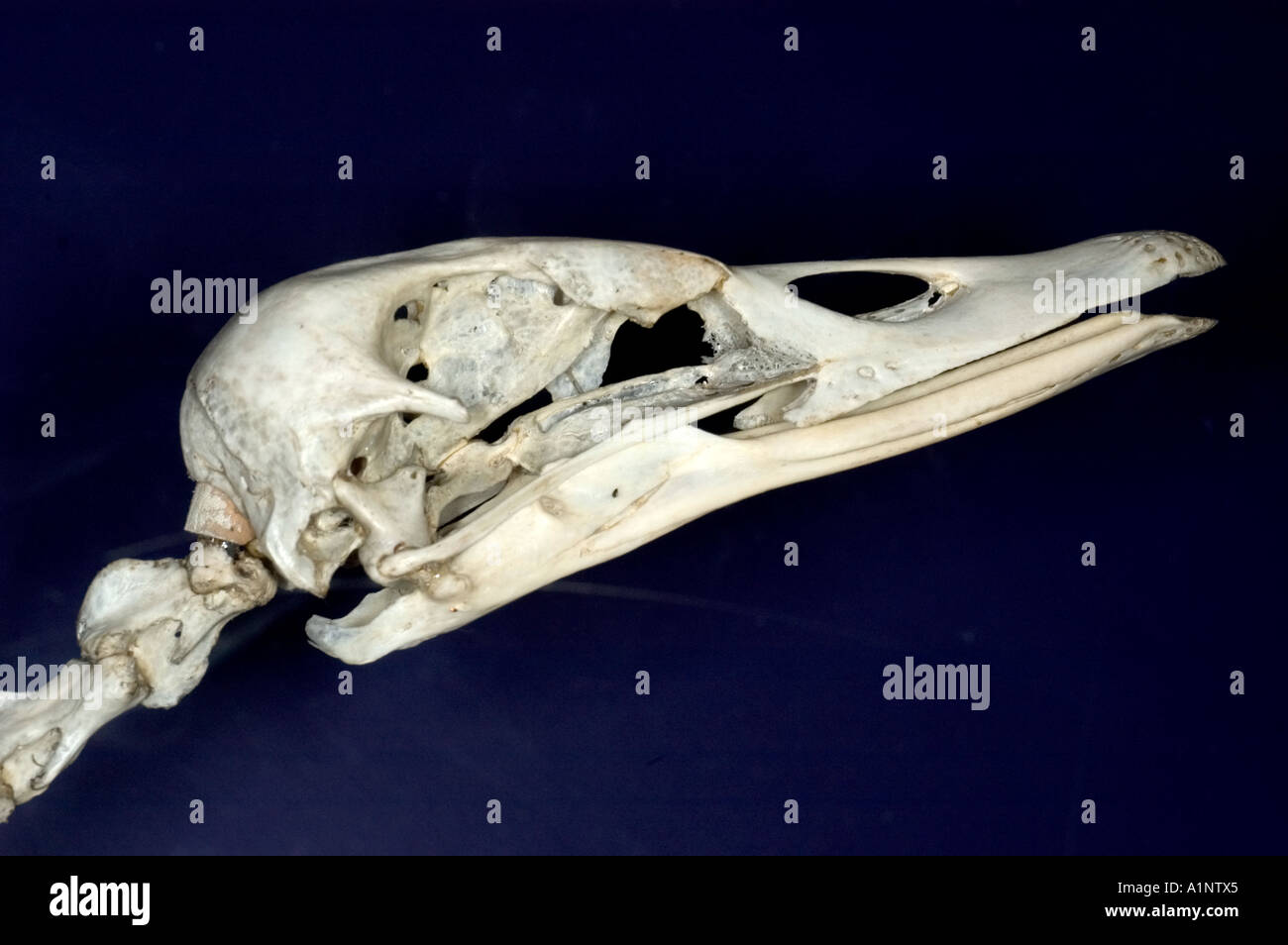 skull black swan Cygnus atrata Stock Photo - Alamy