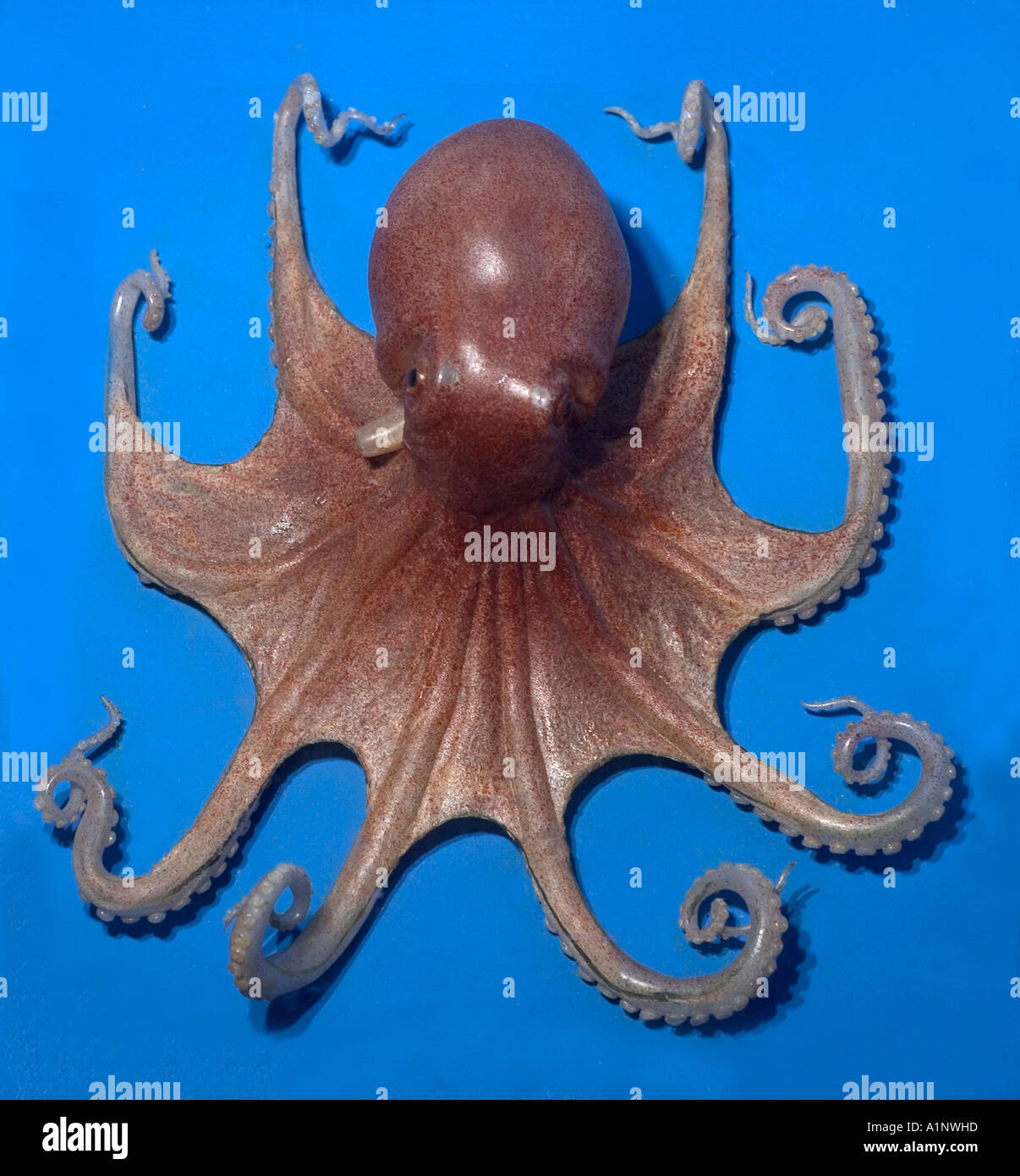 Musky octopus Stock Photo