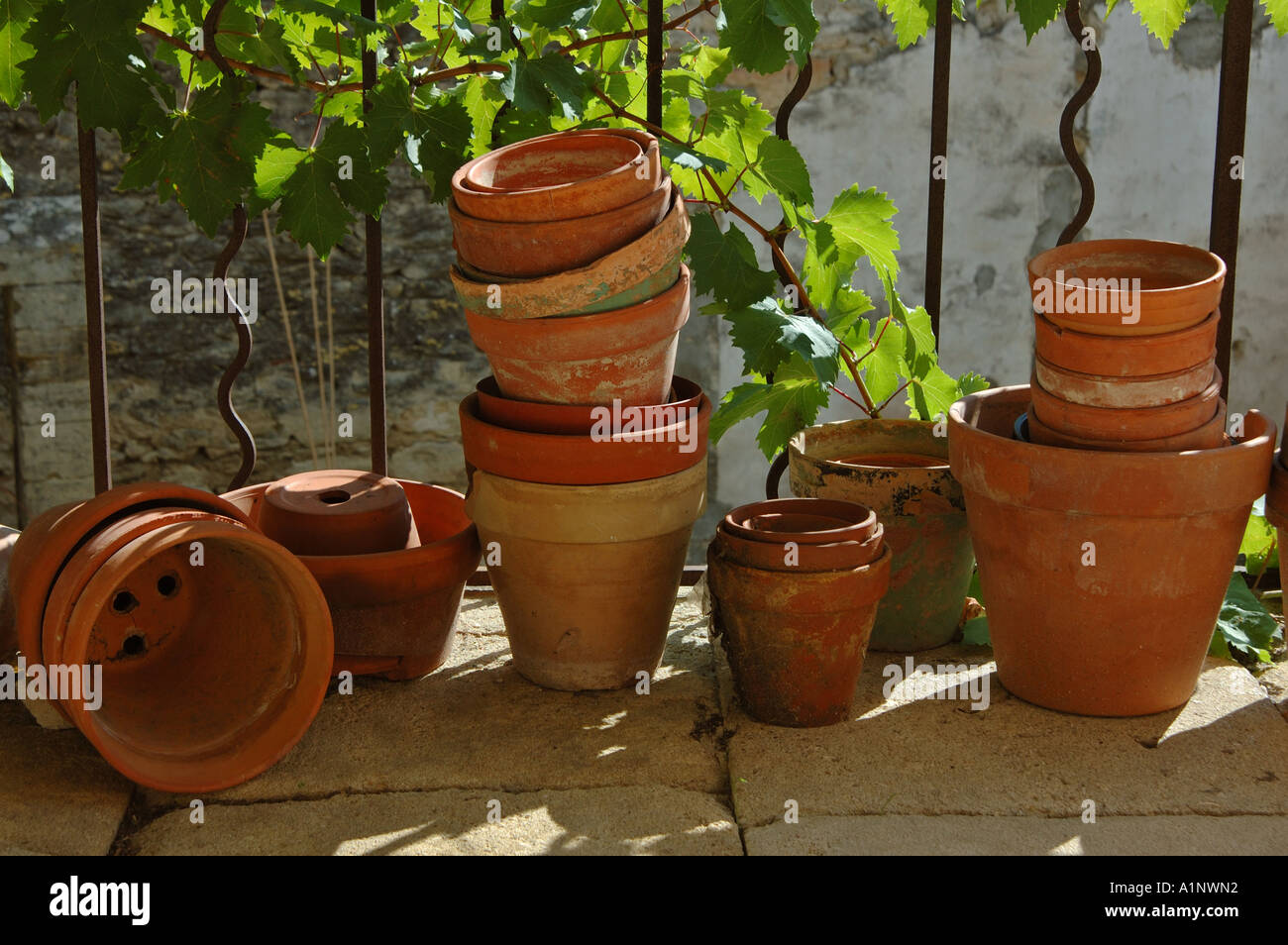 assortment of terracotta pots in courtyard verandah with vine in the background Stock Photo