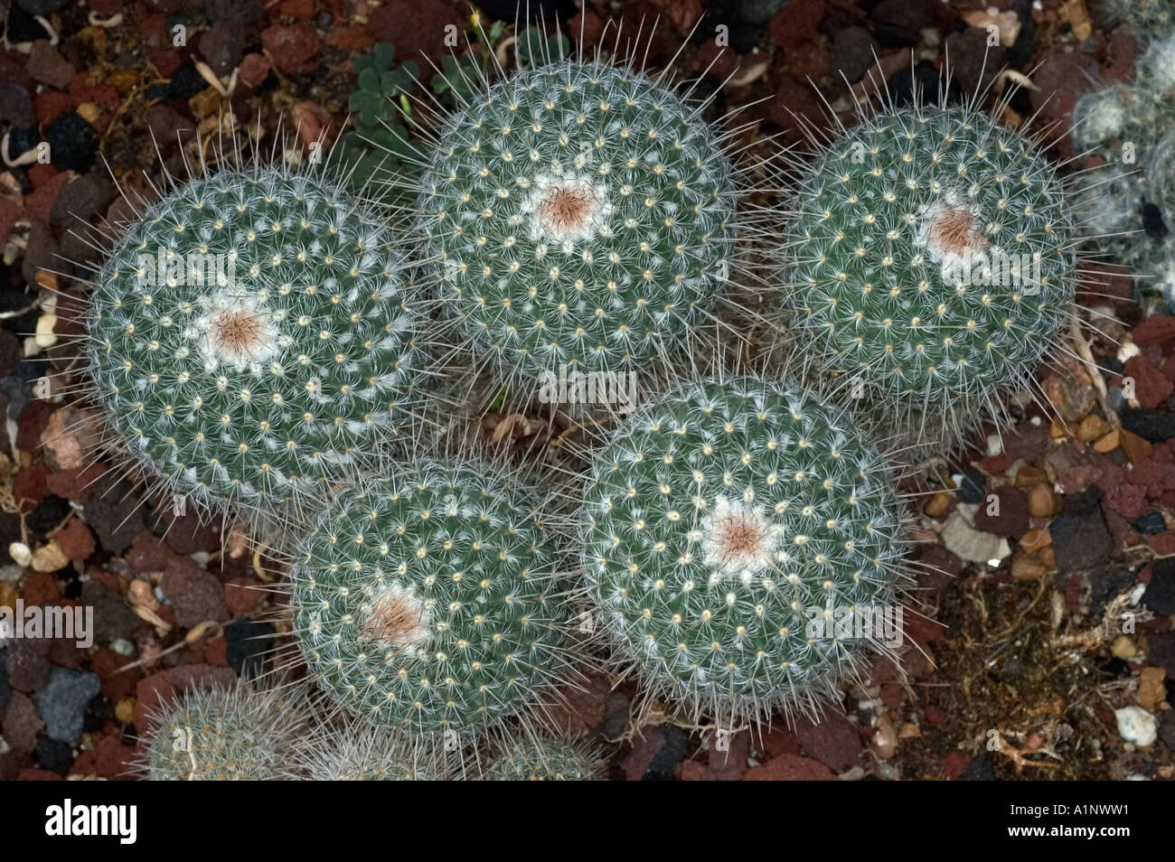 pincushion Mammillaria cactus Stock Photo Alamy