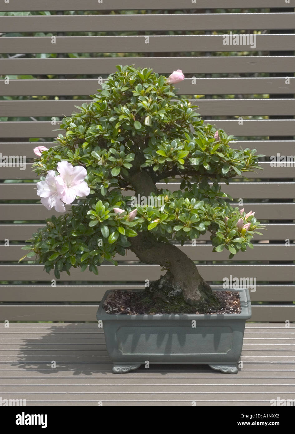 bonsai afra portulacaria Portulacaria Afra Bonsai main image 1
