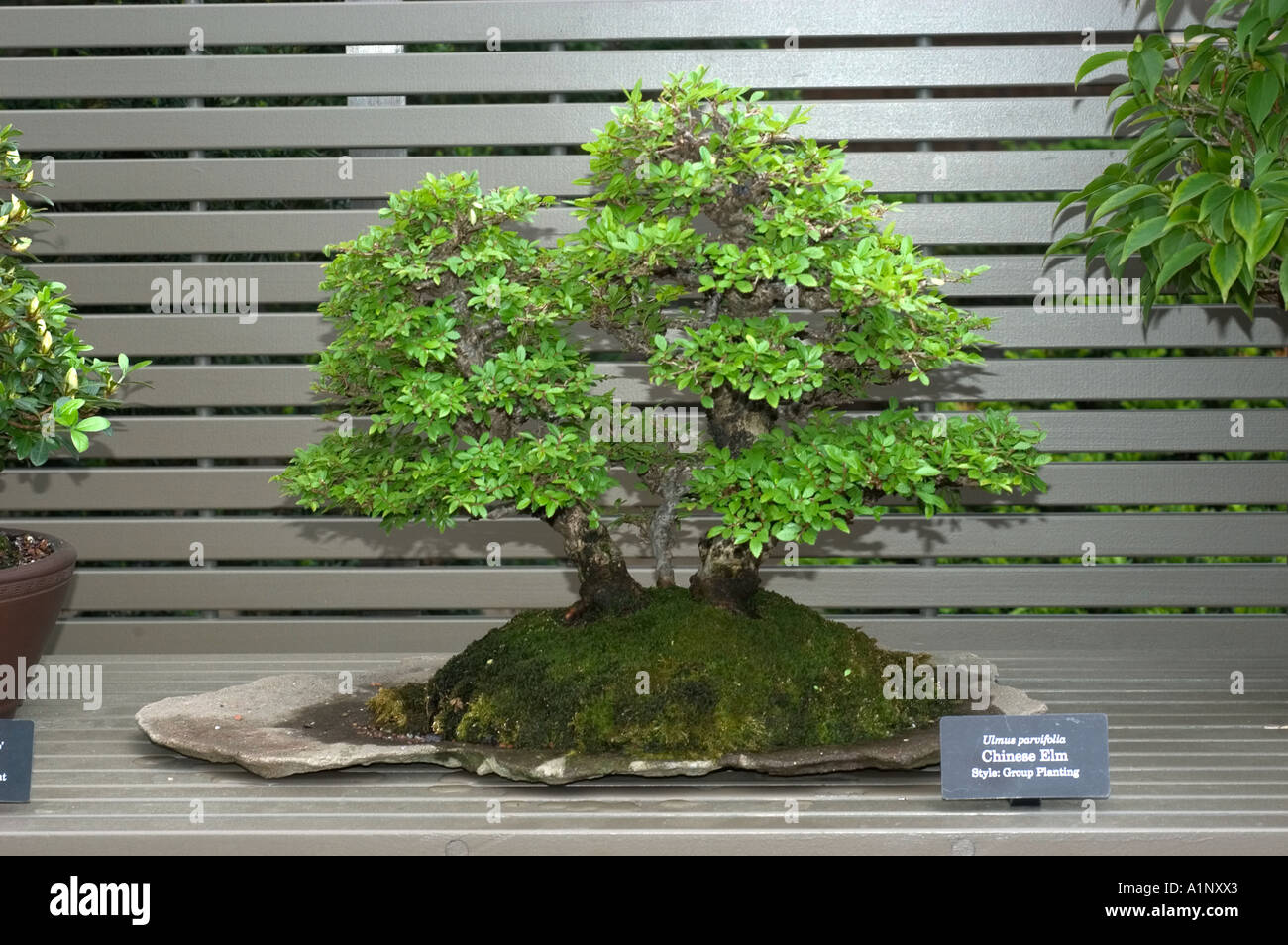 bonsai specimen on display at the Chicago Botanic Garden Chinese elm Ulmus parvifolia style Group Planting Stock Photo
