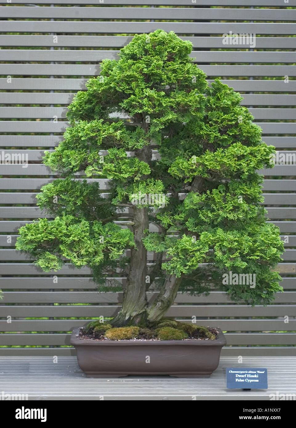 bonsai specimen on display at the Chicago Botanic Garden Dwarf Hinoki False Cypress Chaemocyparis obtusa Nana Stock Photo