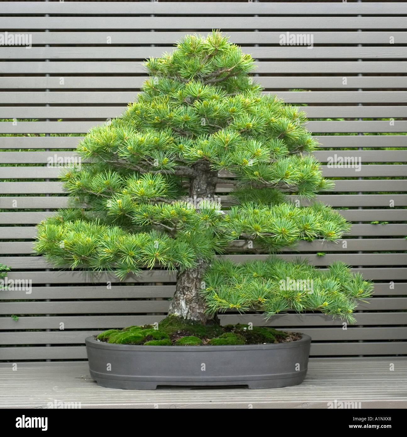 bonsai specimen on display at the Chicago Botanic Garden Japanese white pine Pinus parviflora style formal upright Stock Photo