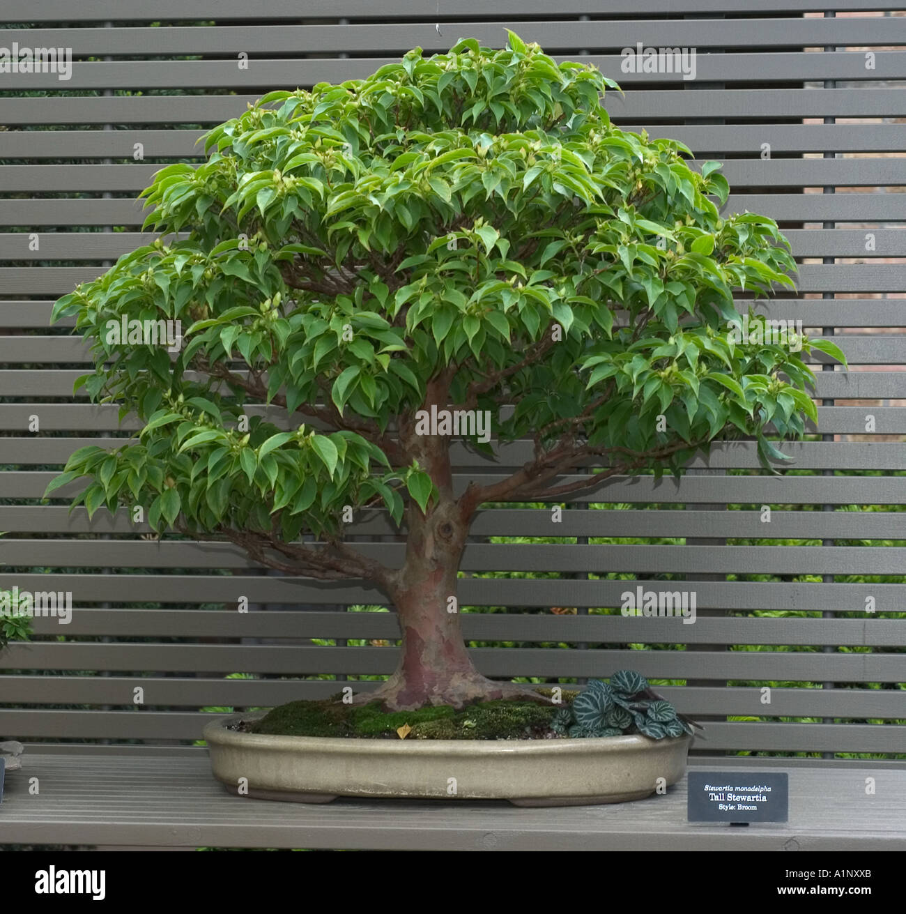 bonsai specimen on display at the Chicago Botanic Garden Stewartia