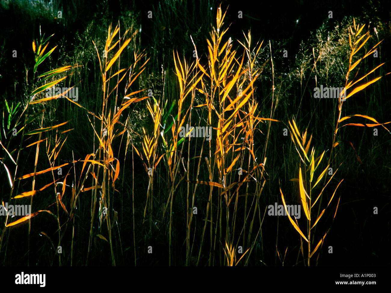 Grass and weeds hi-res stock photography and images - Alamy
