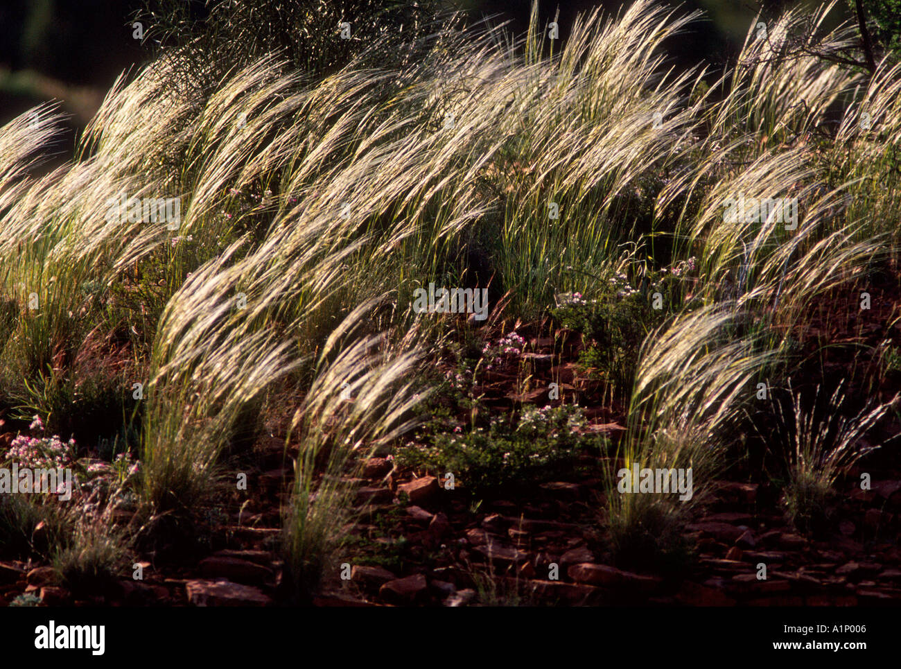 Grassland weeds hi-res stock photography and images - Alamy