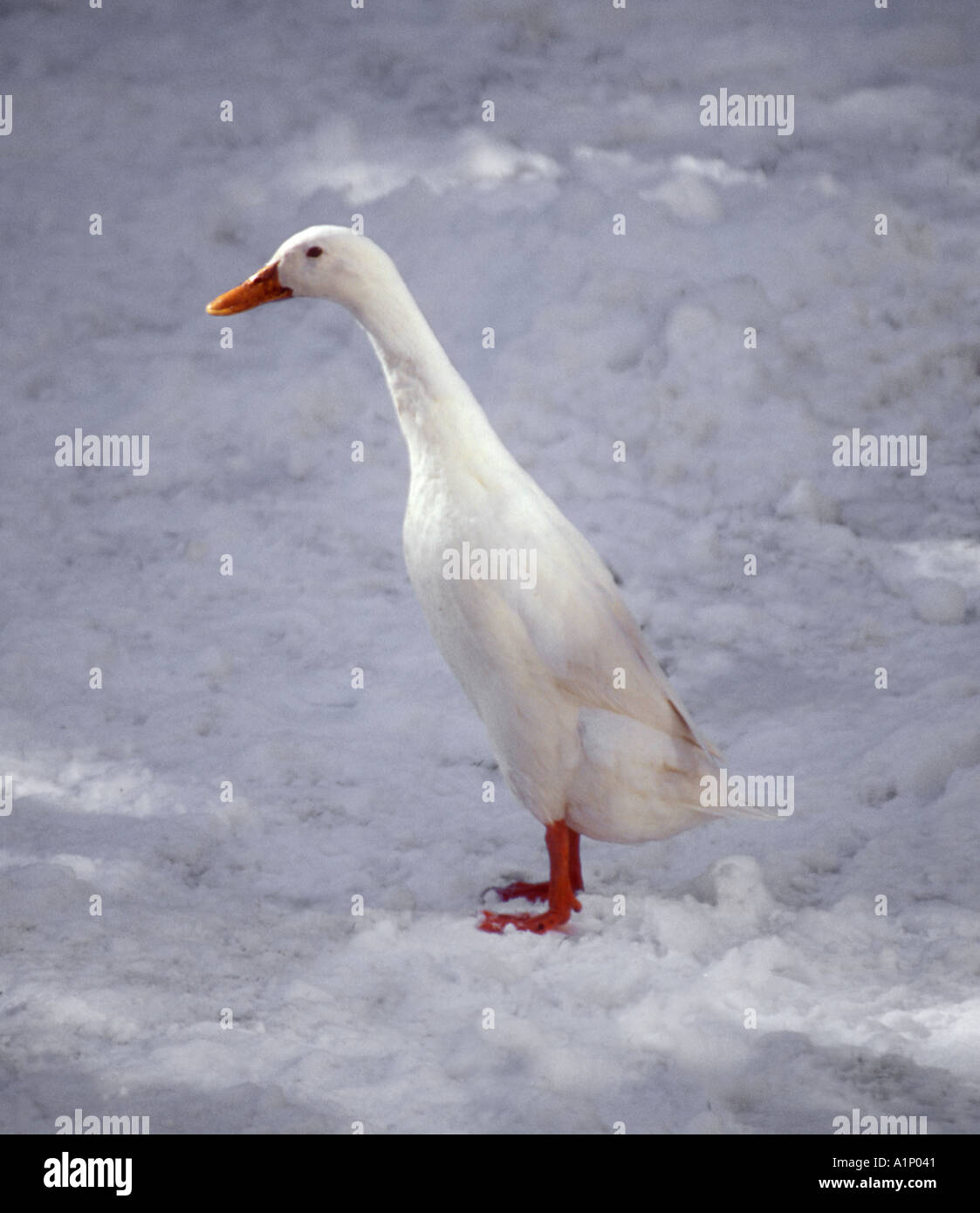 Indian Runner duck in the snow Stock Photo