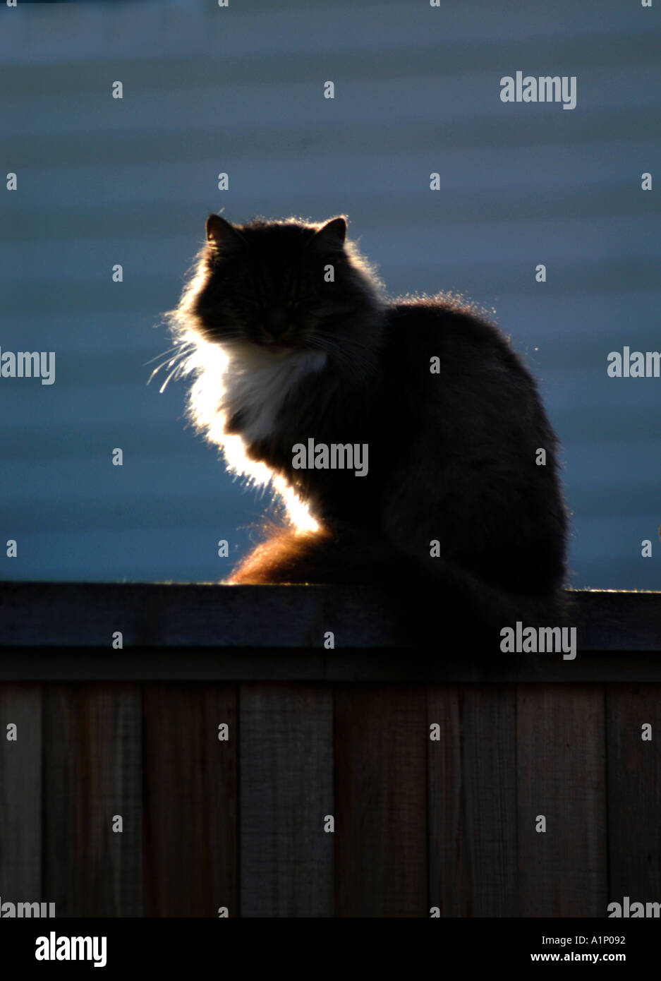 CAT ON THE FENCE Stock Photo - Alamy