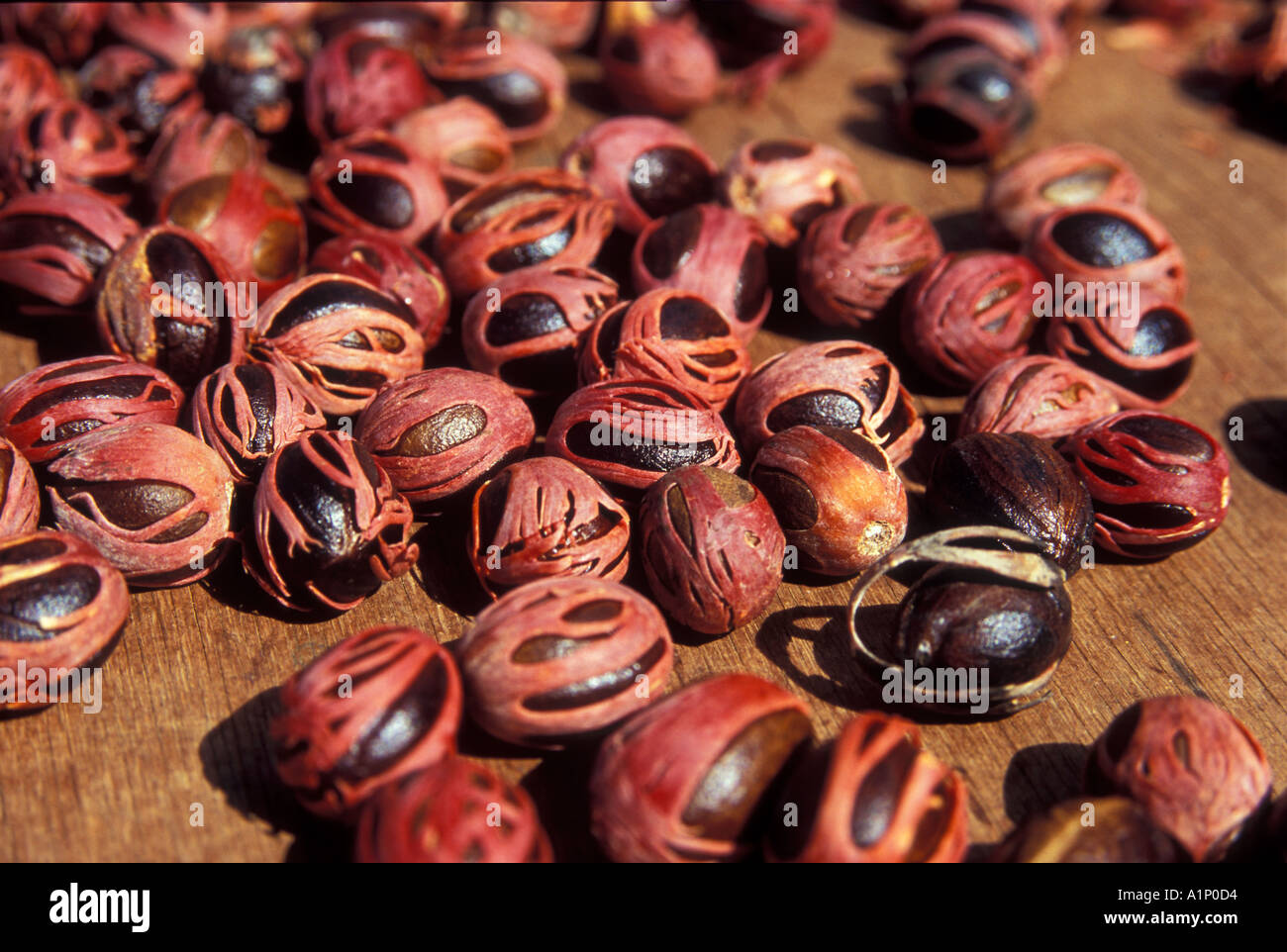 Nutmeg and Mace Myristica fragrans Houtt from Seychelles Stock Photo