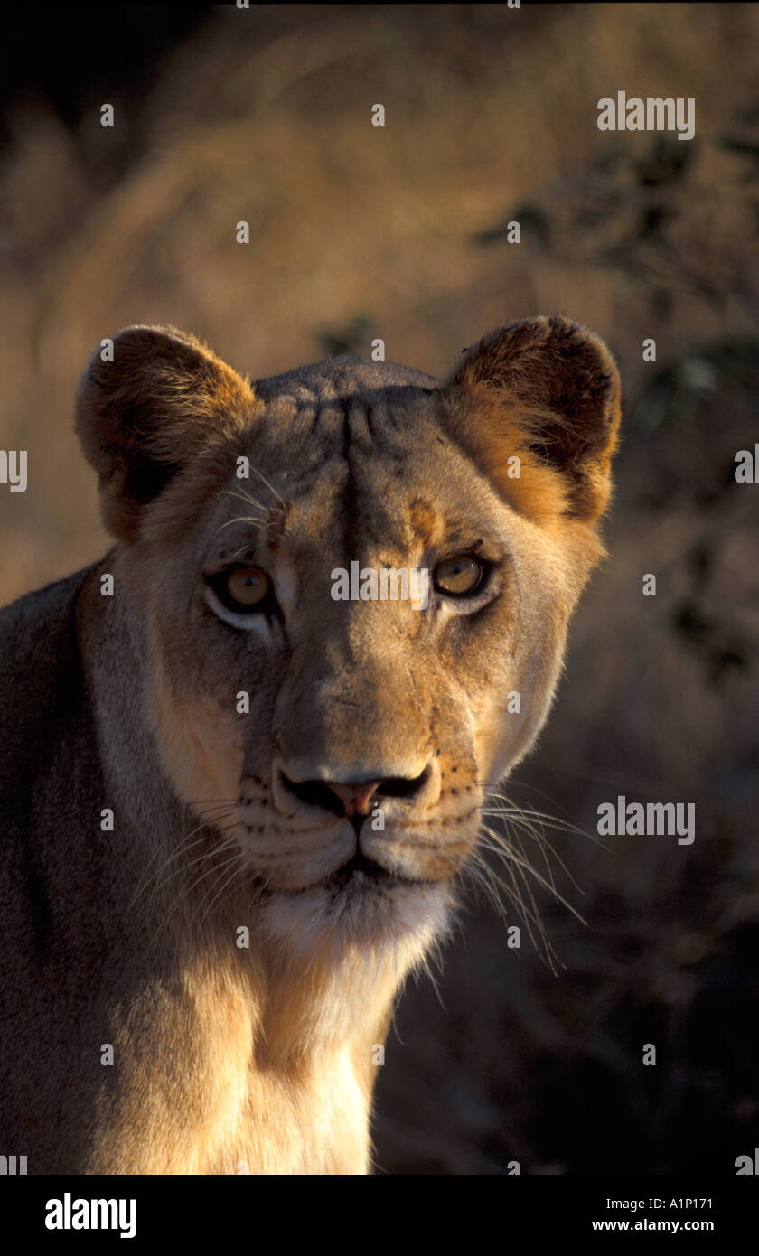 African lion african lion hi-res stock photography and images - Alamy