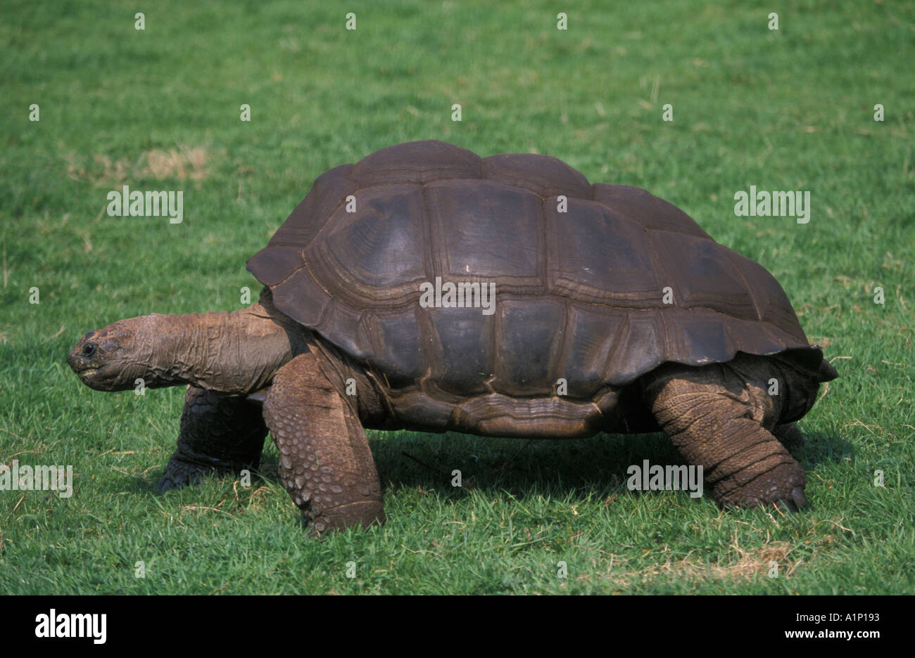 Tortoise shell color hi-res stock photography and images - Alamy