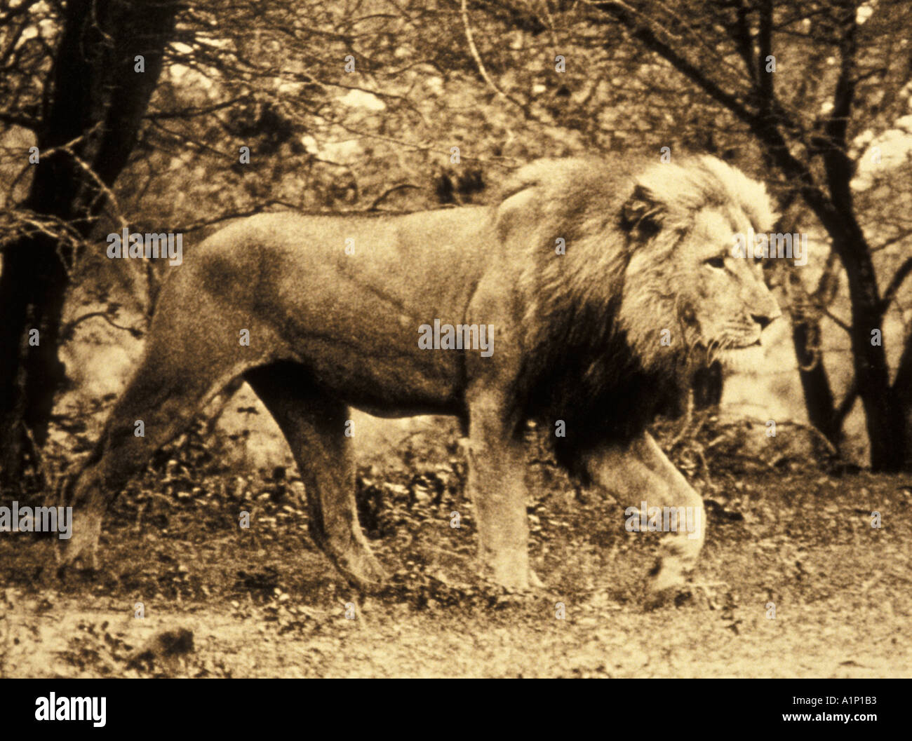 Old big lion black hi-res stock photography and images - Alamy