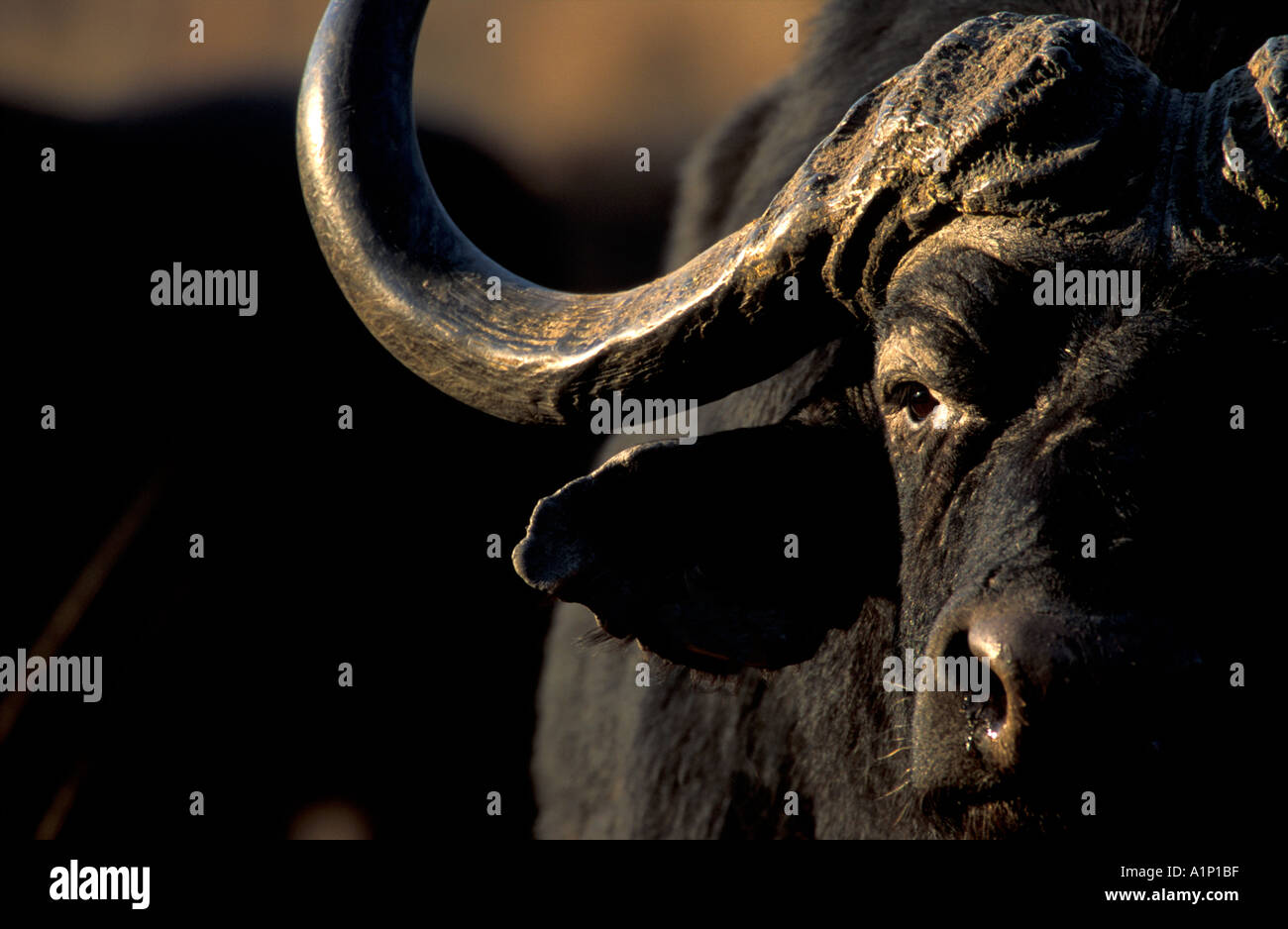 Cape Buffalo Stock Photo