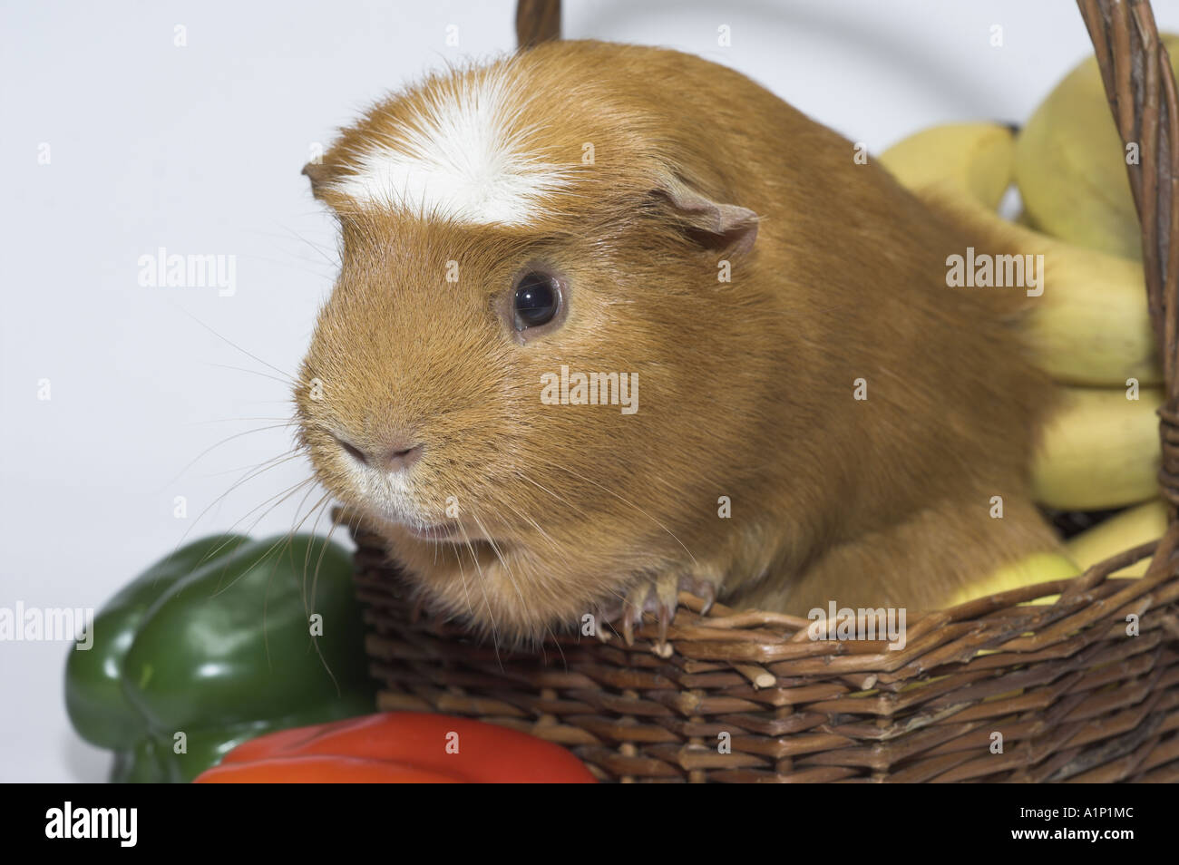 Self crested guinea sales pig