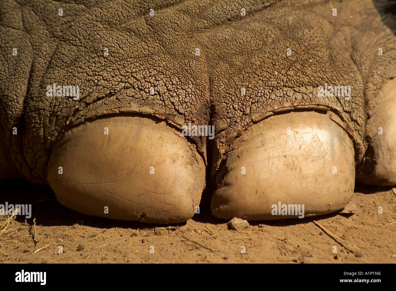 ASIAN ELEPHANT foot Elephas maximus Stock Photo